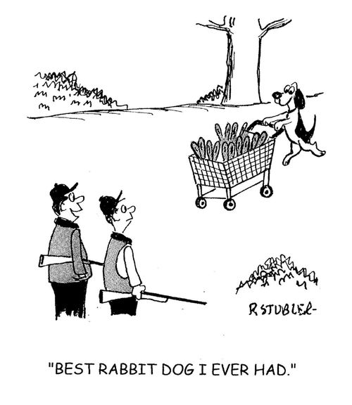 'Best rabbit dog I ever had.'