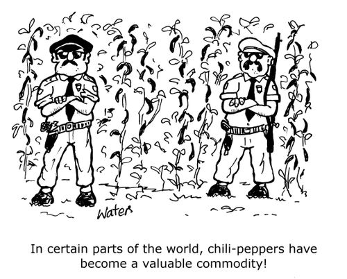In certain parts of the world, chili-peppers have become a valuable commodity!