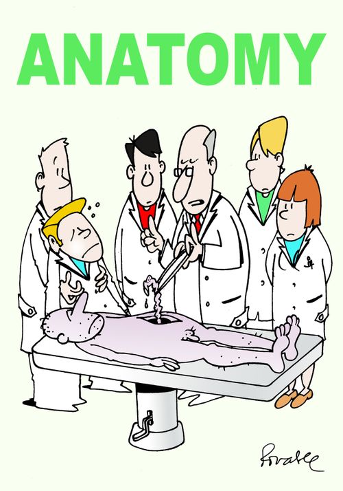 Anatomy.