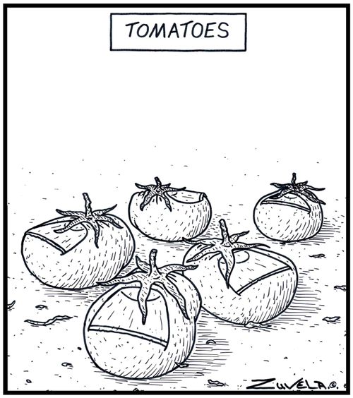 Tomatoes in the form of Toes