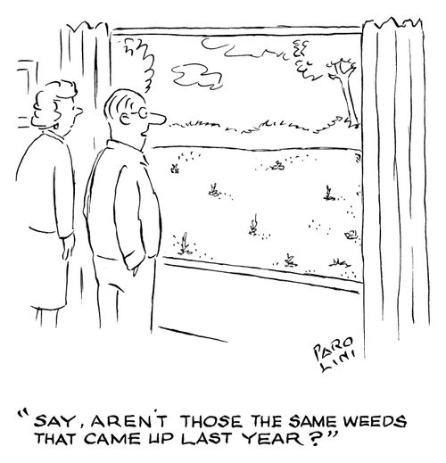 'Say, aren't those the same weeds that came up last year?'