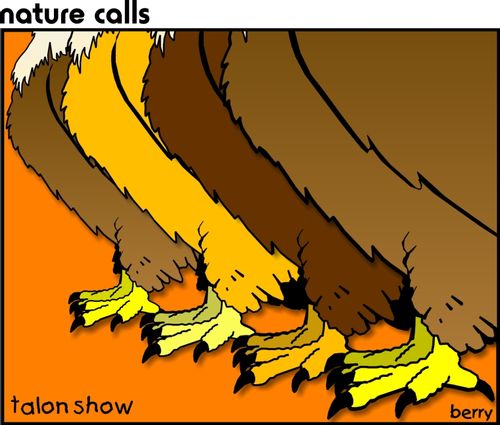 Talon show.