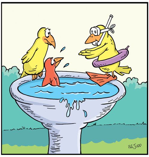 Bird on edge of bird bath about to dive in. Has snorkel, flipper and goggles on. Other birds with look of surprise of faces.