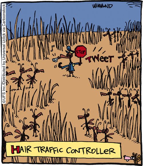 Hair traffic controller.