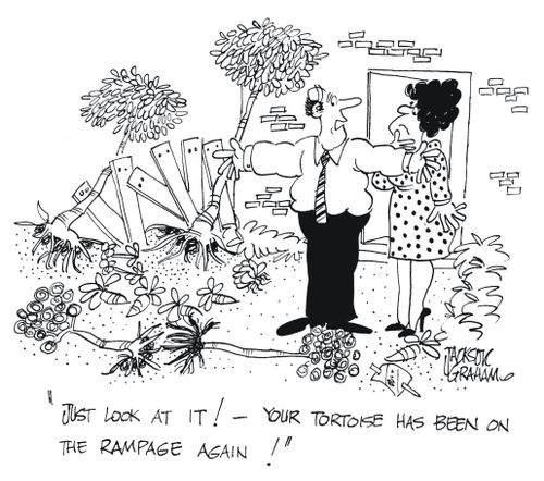 'Just look at it ! - your tortoise has been on the rampage again!'
