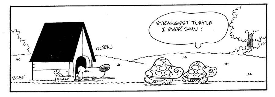 'Strangest turtle I ever saw!'
