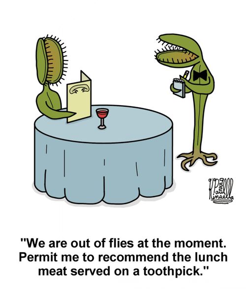 'We are out of flies at the moment. Permit me to recommend the lunch meat served on a toothpick.'