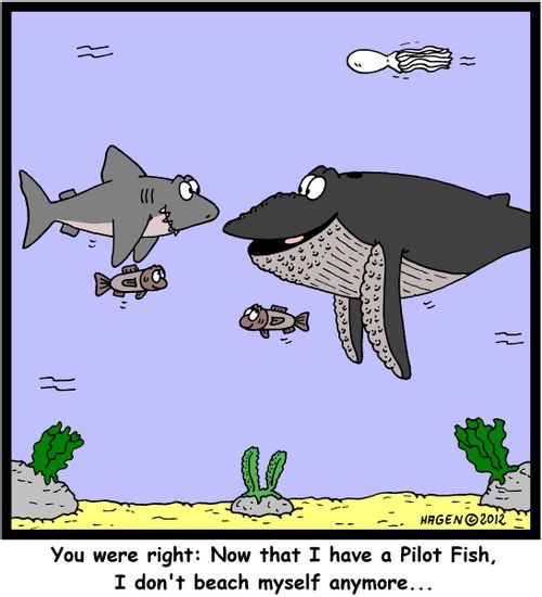 "You were right: Now that I have a Pilot Fish, I don't beach myself anymore..."