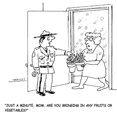 'Just a minute, mom, Are you bringing in any fruits or vegetables,'