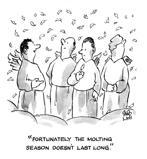 'Fortunately the molting season doesn't last long.'