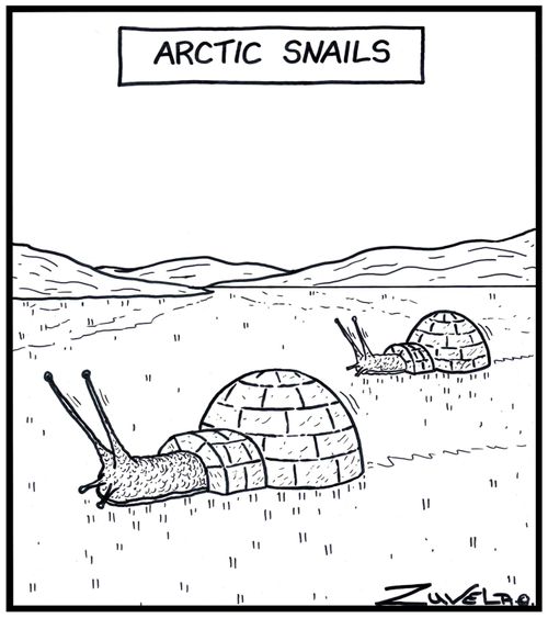 Arctic Snails.