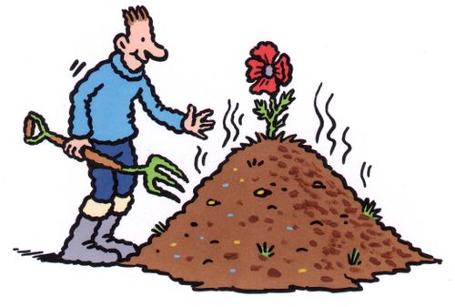 Flower growing on a compost heap.