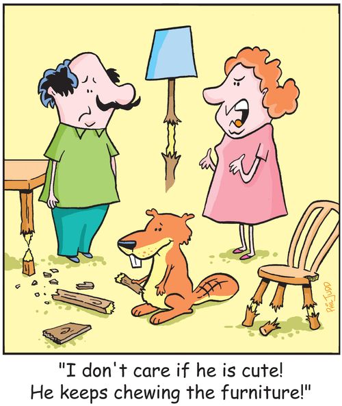 ' I don't care if he is cute! He keeps chewing the furniture!'