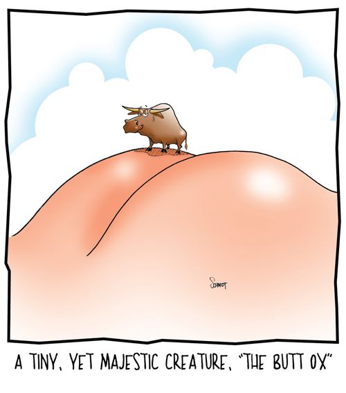 A tiny, yet majestic creature, the butt ox.