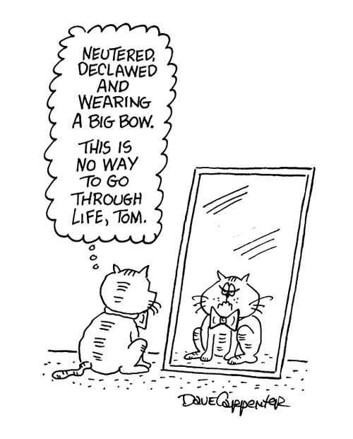 'Neutered, declawed and wearing a big bow.  This is no way to go through life, Tom.'