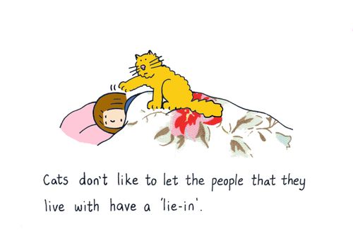 Cats don't like to let the people that they live with have a lie-in.