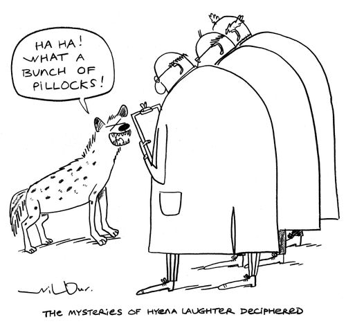 'The mysteries of hyena laughter deciphered.'