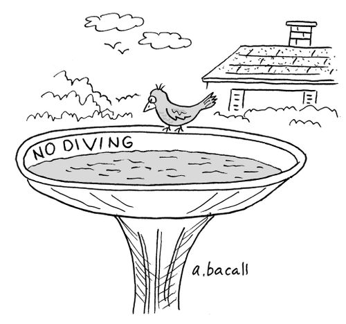 Bird at Birdbath