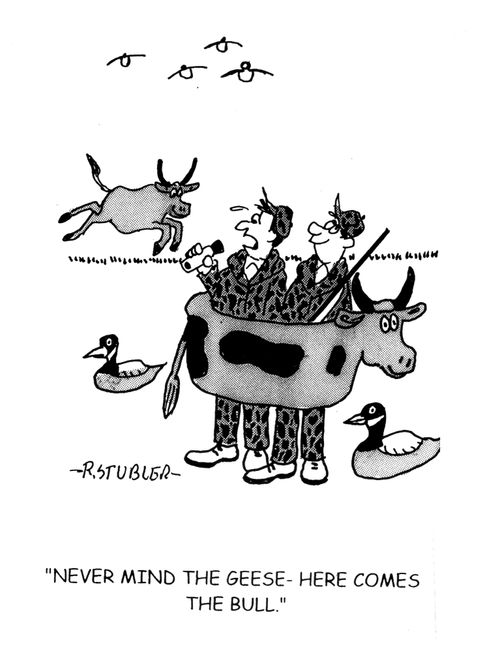 'Never mind the geese-here comes the bull.'