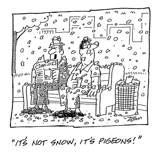 'It's not snow, it's pigeons'