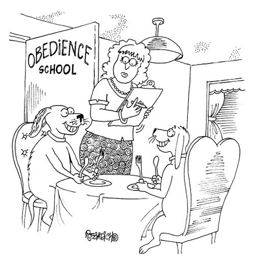 Dogs at obedience school