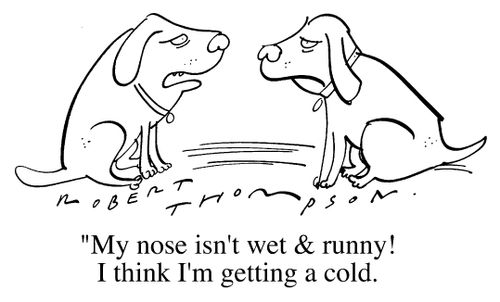 "My nose isn't wet and runny I think I'm getting a cold."