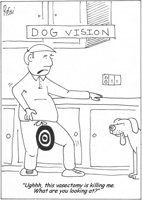 Man post-vasectomy is target for dog. 'Ughhh, this vasectomy is killing me. What are you looking at?'