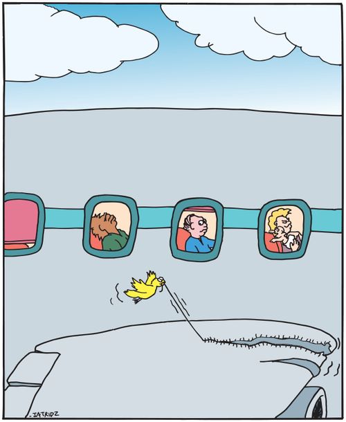 Bird dismantles passenger jet.