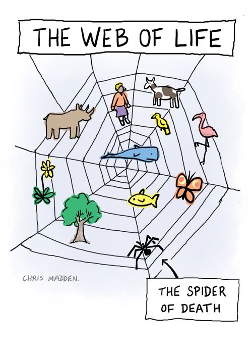 The Web of Life - and the Spider of Death