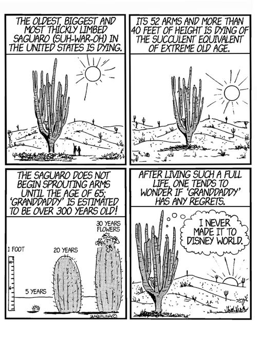 Saguaro Cactus Regrets.