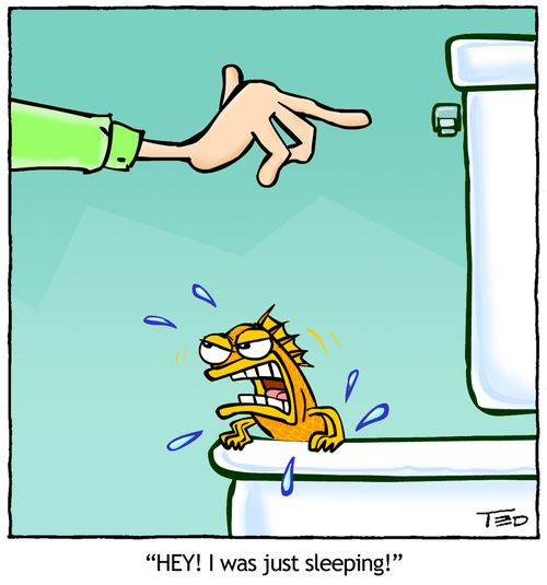 'Hey! I was just sleeping!' A goldfish is almost flushed down the toilet.