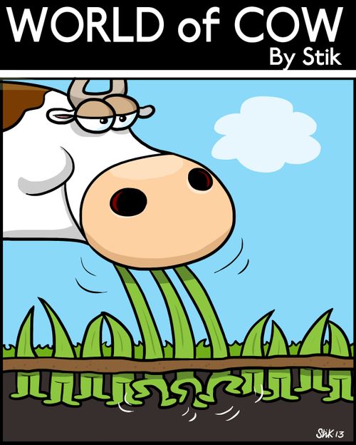 Cow Grazing
