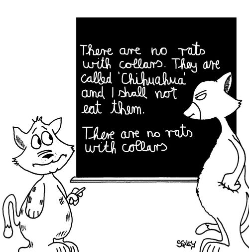 There are no rats with collars...
