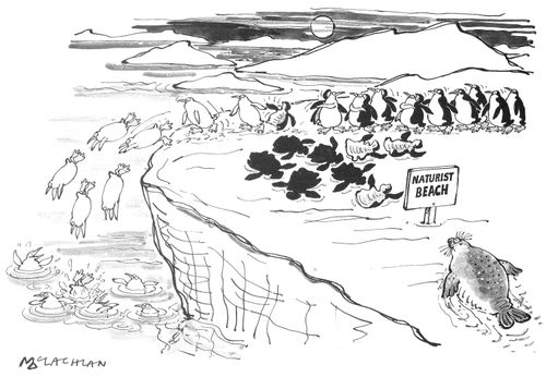 Penguins on a naturist beach.