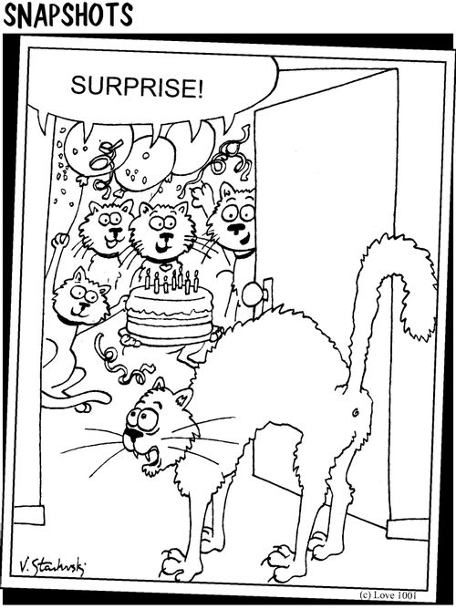 Surprise!! Cat's birthday.