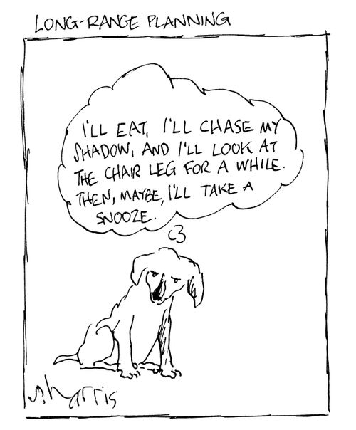 Long Range Planning: 'I'll eat, I'll chase my shadow, and I'll look at the chair leg for a while.  Then, maybe, I'll take a snooze.'