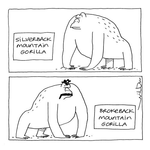 'Silverback mountain gorilla - Brokeback Mountain gorilla.'