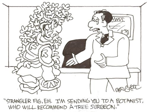 'Strangler fig, eh.  I'm sending you to a botanist, who will recommend a tree surgeon.'