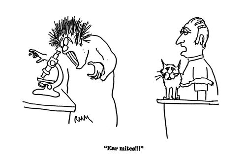 'Ear mites!!!'