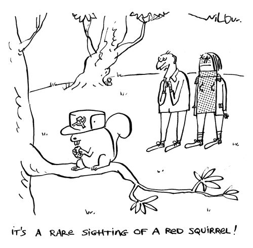 'It's a rare sighting of a red squirrel.'