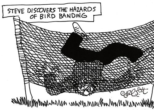 Sreve discovers the hazards of bird banding.