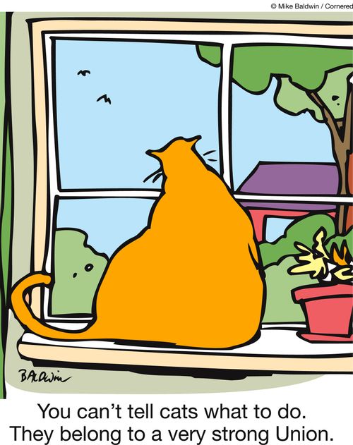 You can't tell cats what to do. They belong to a very strong Union.