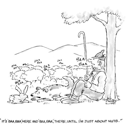 'It's 'baa baa' here and 'baa baa' there, until I'm just about nuts.'