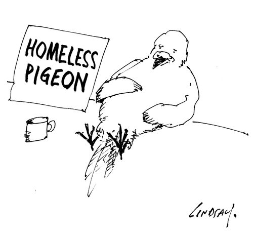 Homeless Pigeon.