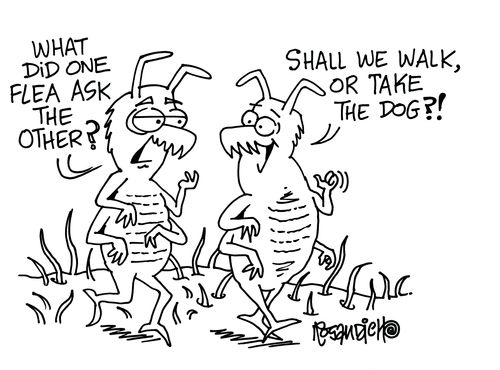 'What did one flea ask the other?'  'Shall we walk or take the dog?'