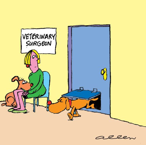 Veterinary Surgeon's waiting room, dog walking in through pet door.