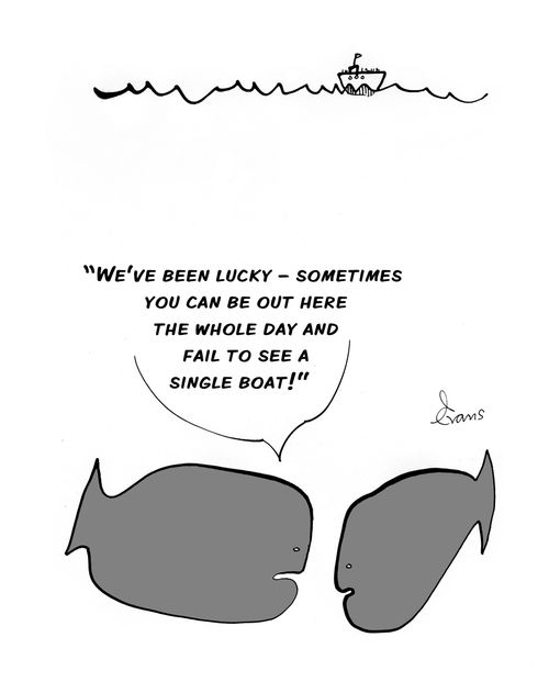 'We've been lucky - sometimes you can be out here the whole day and fail to see a single boat!'