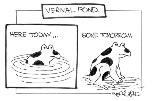 Vernal Pond: Here today. . . gone tomorrow.