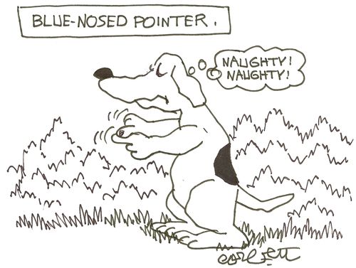 Blue-nosed pointer: 'Naughty, naughty!'