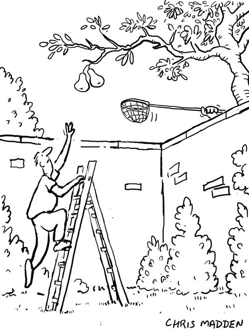 Picking overhanging fruit.